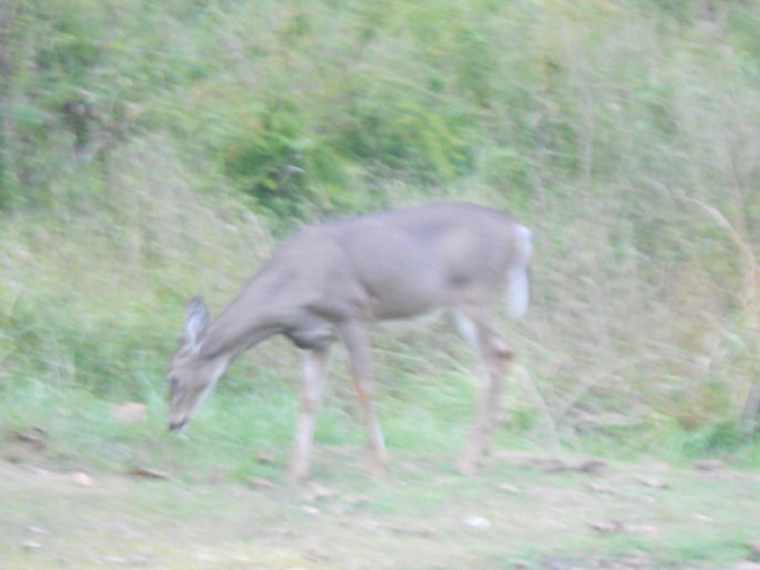 West Virginia- Cheif Logan State Park