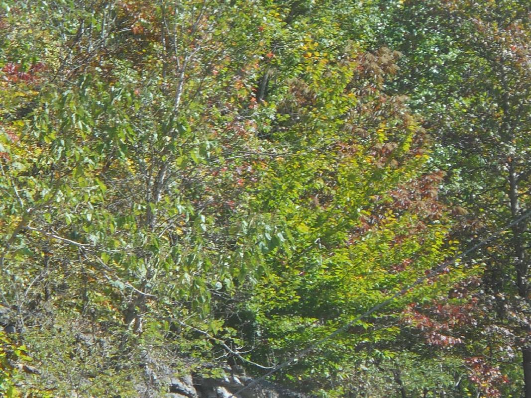 Virginia to North Carolina south