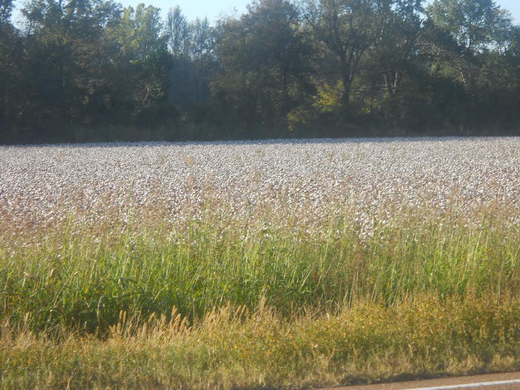 West Tennessee - Cottonfields begin