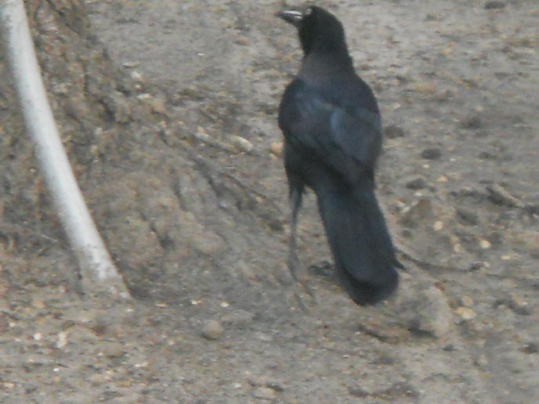 Texas - San Antonio - The Alamo