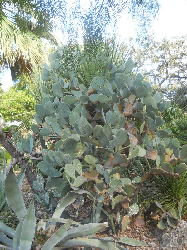 Texas - San Antonio - The Alamo