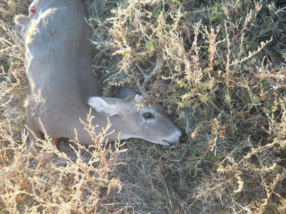 Colorado - Lamar - Deer Country