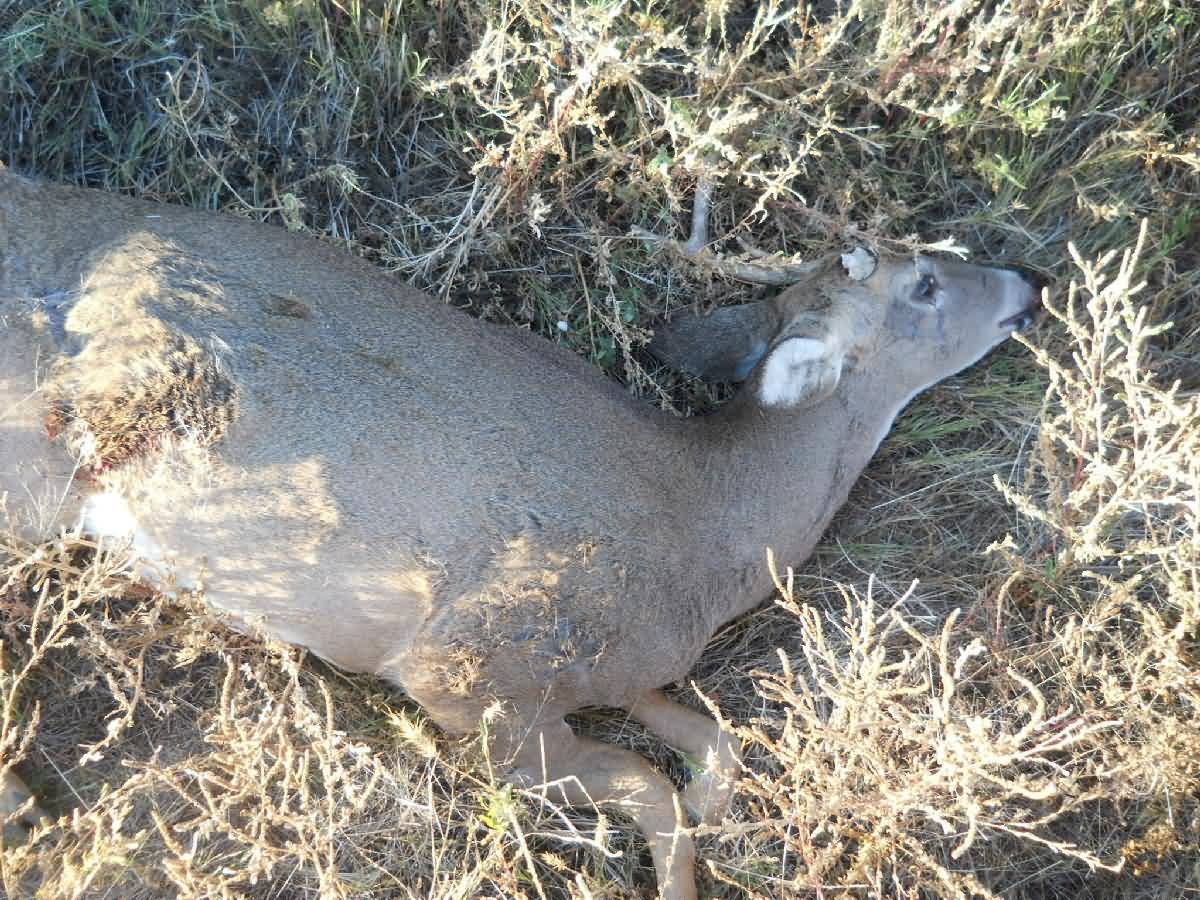 Colorado - Lamar - Deer Country