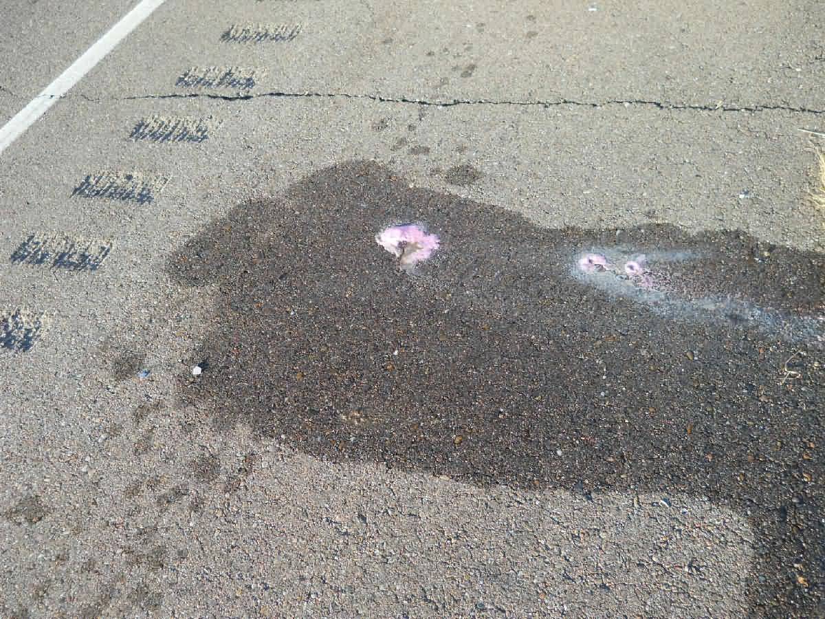 Colorado - Lamar - Deer Country