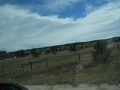 Colorado - La Junta - Deer Country
