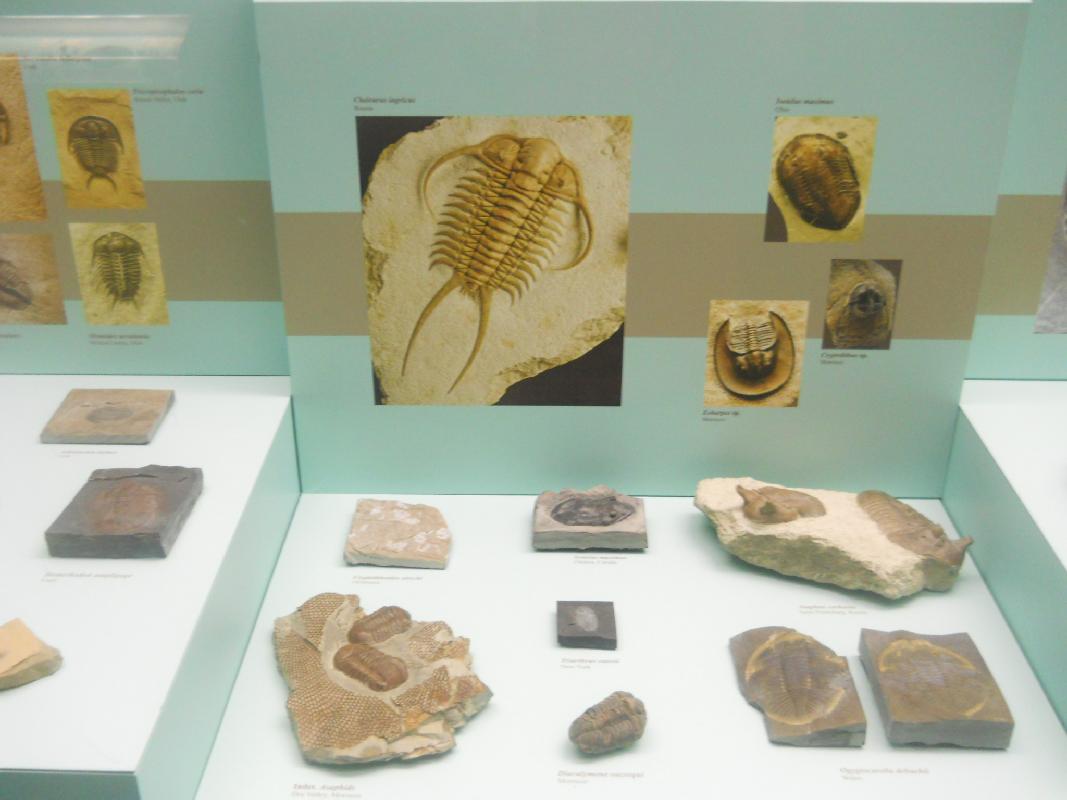 Smithsonian Museum of Natural History