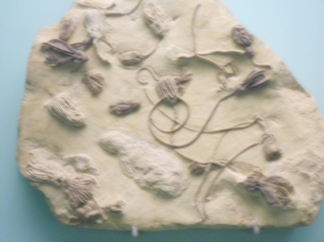 Smithsonian Museum of Natural History