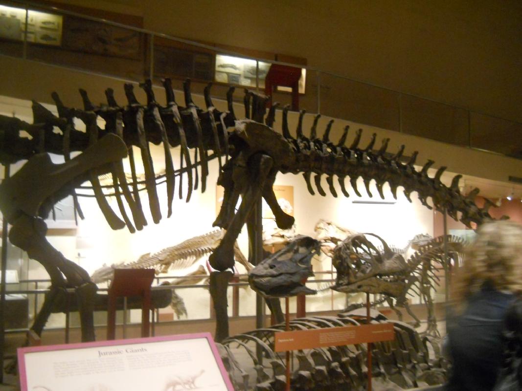 Smithsonian Museum of Natural History